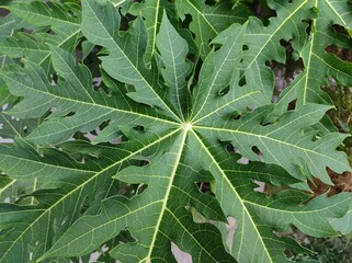 green papaya leaves background