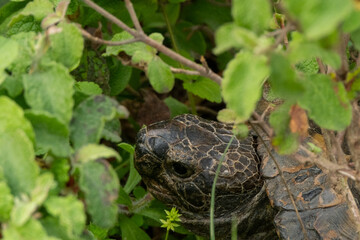 turtle in the garden