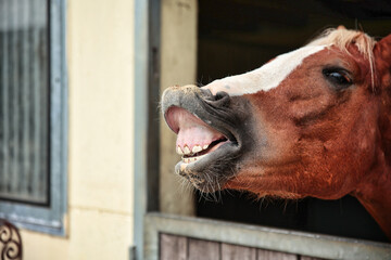 Horse, stallion looks out of his stable, he neighs and is flying