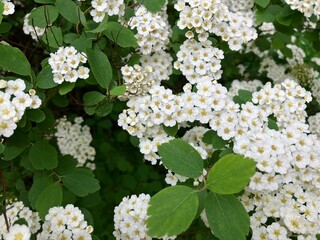 Beautiful white flowers background, floral texture
