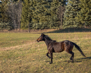 Black horse at golden hour running 