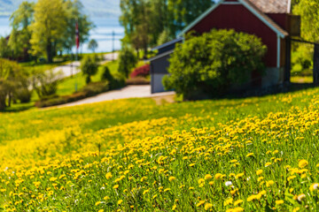 Obraz premium springtime flowered meadows on the way fro Alesund to Trondheim, Norway