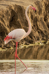 Pink flamingo in the water. Long neck. Pink beak. Landscape with dunes and salt ponds. 