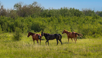 Three horses in a summer pasture in Saskatchewan