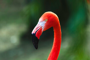 Portait eines Flamingo