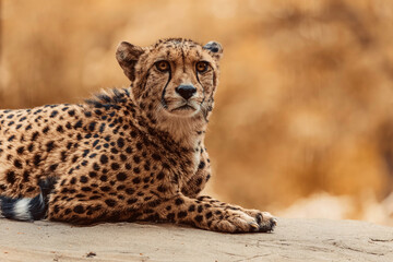 Gepart aufmerksam auf einem Felsen