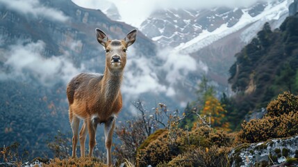 Himalayan Musk Deer - obrazy, fototapety, plakaty