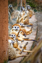 meerkat on the lookout