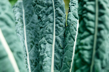 Nature green background of Kale cabbage leaves. Defocused lush foliage in spring or summer garden. Natural green leaves plants using as spring background, greenery, environment ecology.