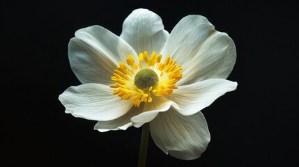 Create a photograph that presents a close up view 1 of white anemone in full bloom, Chiaroscuro style lighting, black background, maximum details and tones in the yellow petals