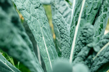 Nature green background of Kale cabbage leaves. Defocused lush foliage in spring or summer garden....