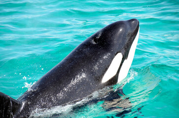 Fototapeta premium シャチ