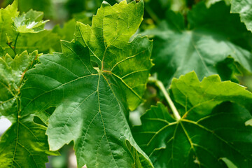 Nature green background of grape leaves. Defocused lush foliage in spring or summer garden. Natural green leaves plants using as spring background, greenery, environment ecology.
