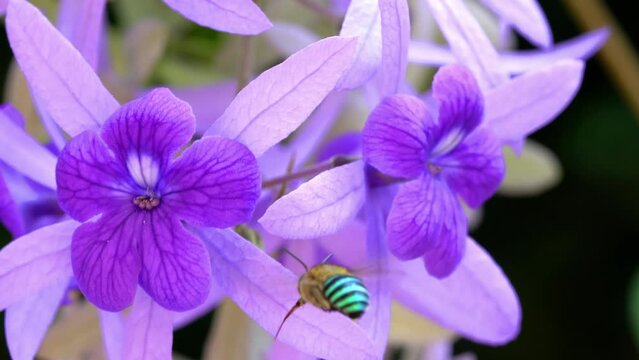 Closeup view of Blue banded bee flying and sucking nectar from blooming australian purple wreath flowers.