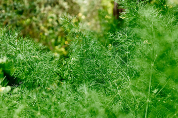 Nature green background of dill leaves. Defocused lush foliage in spring or summer garden. Natural green leaves plants using as spring background, greenery, environment ecology.