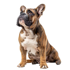 Fototapeta premium Front view of a Bull dog sitting on isolated transparent background