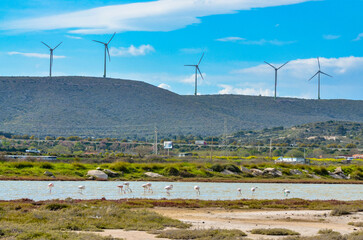 Fototapeta na wymiar Greater Flamingos at Alacati Wetlands in spring and windmills on surrounding hills (Cesme, Izmir province, Turkey) 