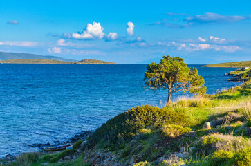 pine tree on the coast of Mersin Koyu bay near Alacati (Izmir province, Turkiye)