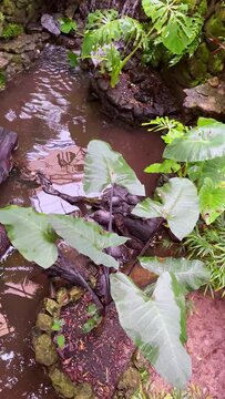 Many turtles in the Jerusalem Biblical Zoo