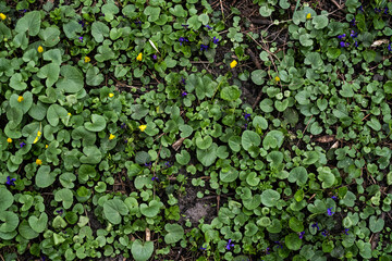 moss on the tree in the forest