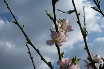 pink flower against cloudy sky