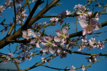 blossom in spring