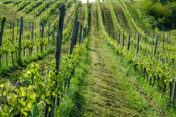 Fototapeta na wymiar Monein vineyard in spring in the Pyrénées-Atlantiques