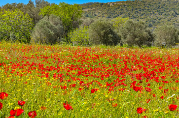 red poppy meadow in Alacati (Cesme, Izmir province, Turkey)
