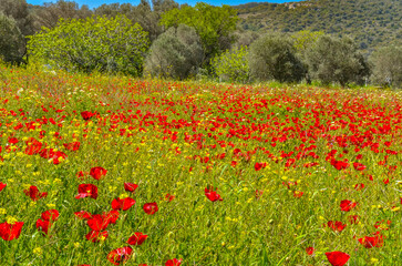 red poppy meadow in Alacati (Cesme, Izmir province, Turkey)