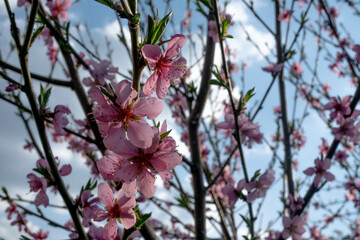 pink flower against blue sky