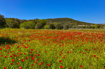 red poppy meadow in Alacati (Cesme, Izmir province, Turkey)