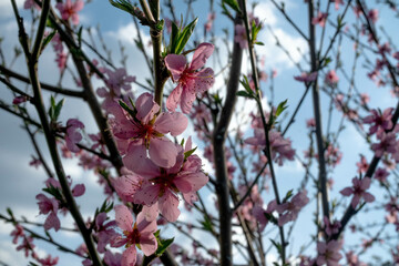 pink flower against blue sky