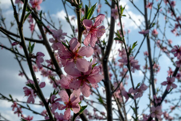 pink flower against blue sky