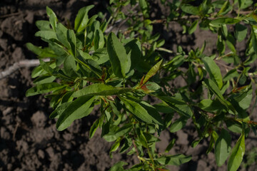 leaves of tree on the ground