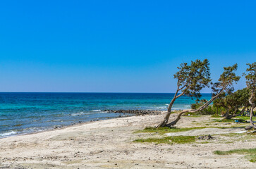 cade juniper tree (Juniperus oxycedrus) on Gilikli Beach near Alacati (Cesme, Izmir province, Turkey)	