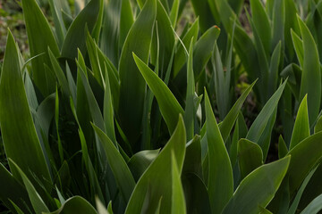 close up of green grass