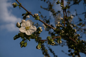 tree blossom