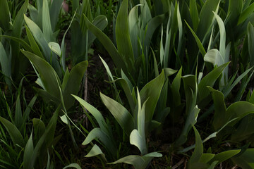 Obraz premium close up of green grass