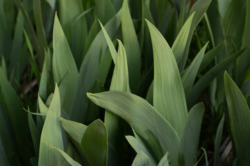 Obraz premium close up of green grass