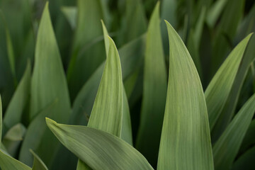 close up of green grass