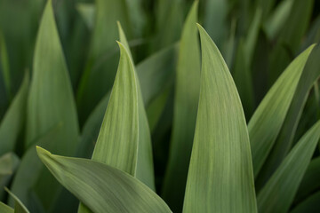 close up of green grass