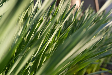 green grass background