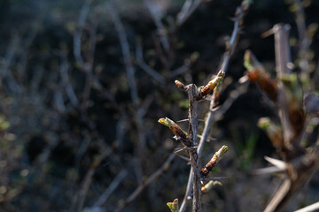 a tree branch with buds