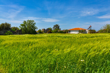 wheat field and country house in Ildir village near Erythrai antique city ruins (Cesme, Izmir...