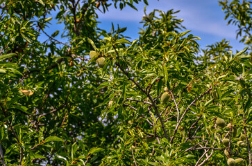 green almonds on the tree in spring (Ildir, Izmir province, Turkiye)	