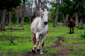 Obraz premium cheval au trot