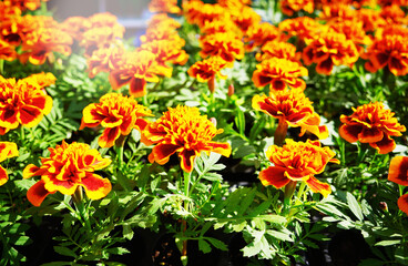 Orange flowers closeup objects backdrop