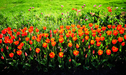 Red tulips during late spring nature landscape backdrop