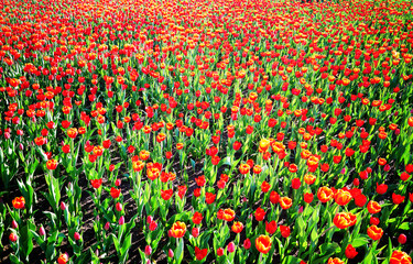 Red tulips field nature landscape backdrop