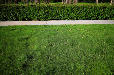 Green grass lawn with top aligned trimmed bushes